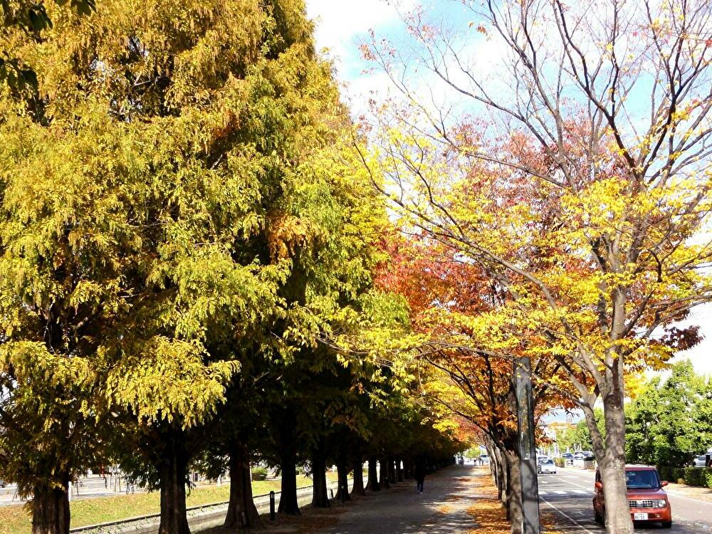 どんどんどんの森