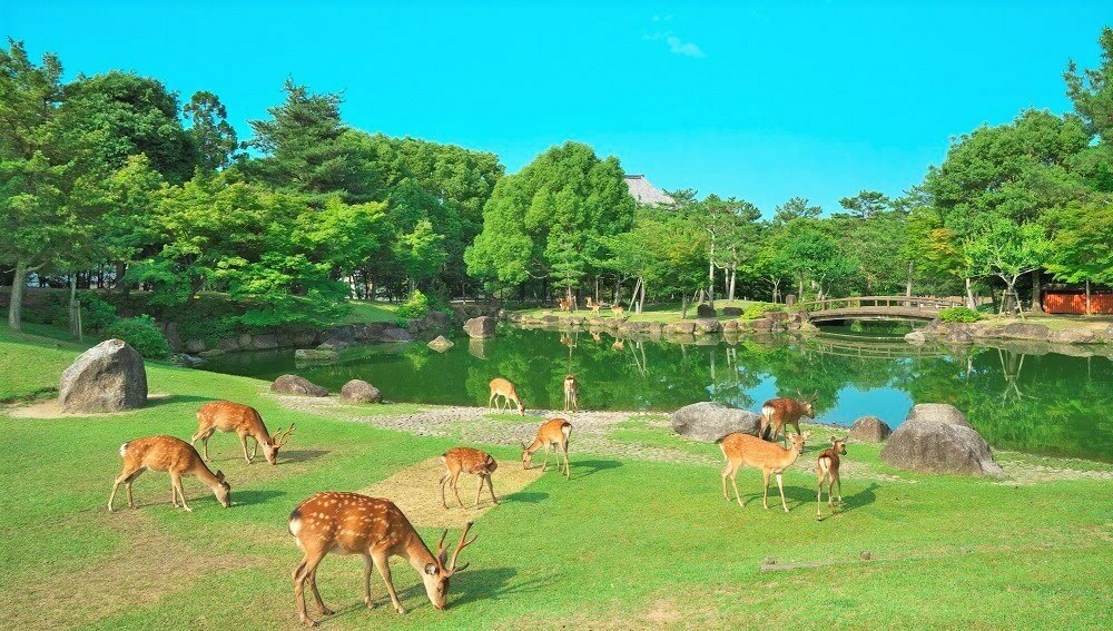 奈良公園